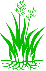 harakeke - flax graphic