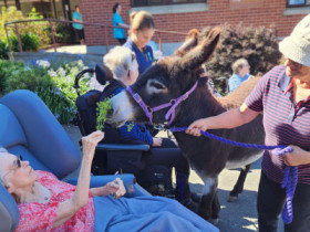 Resident feeding a donkey